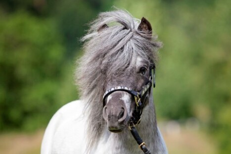 American Miniature Horse Hengst Georg