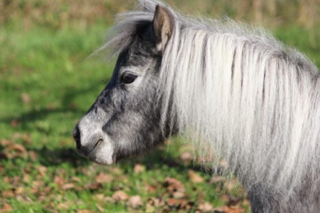 American Miniature Horse Stute Elli