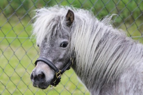 American Miniature Horse Stute Luna