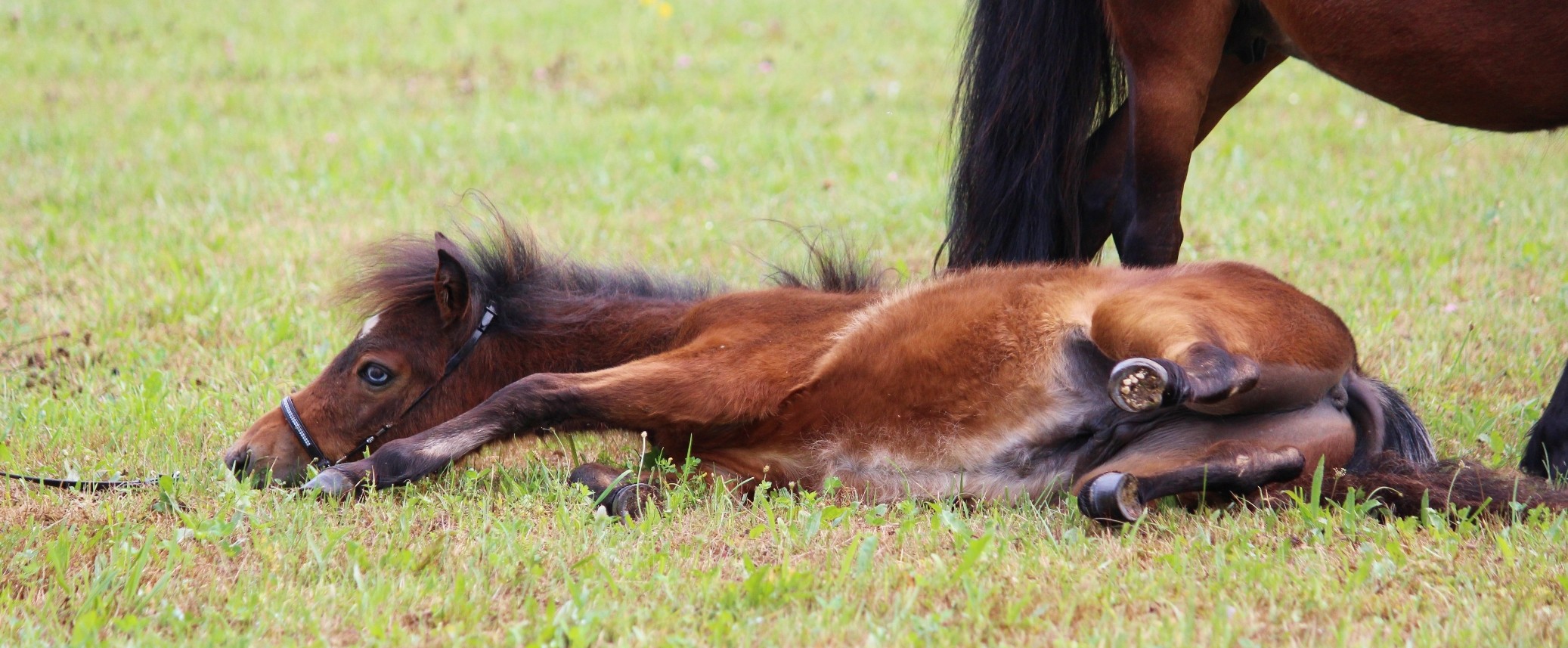 American Miniature Horses Bayern - Aktuelles