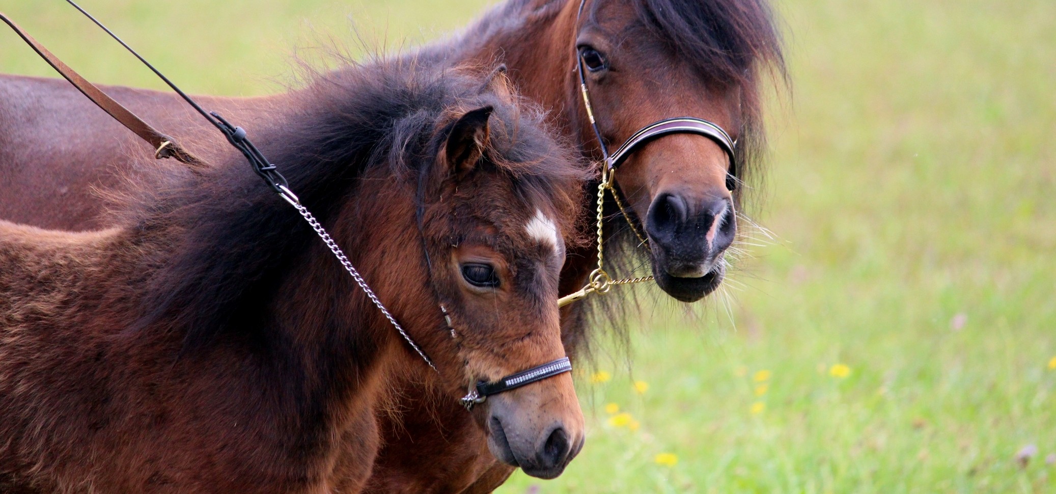 American Miniatur Horse Bayern - Zucht Just My Horse