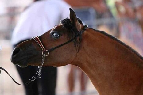 American Miniature Horse Bolt