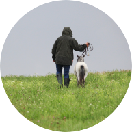Just My Horse - Zucht Amerikanische Miniaturpferde Zucht Just My Horse - American Miniature Horse