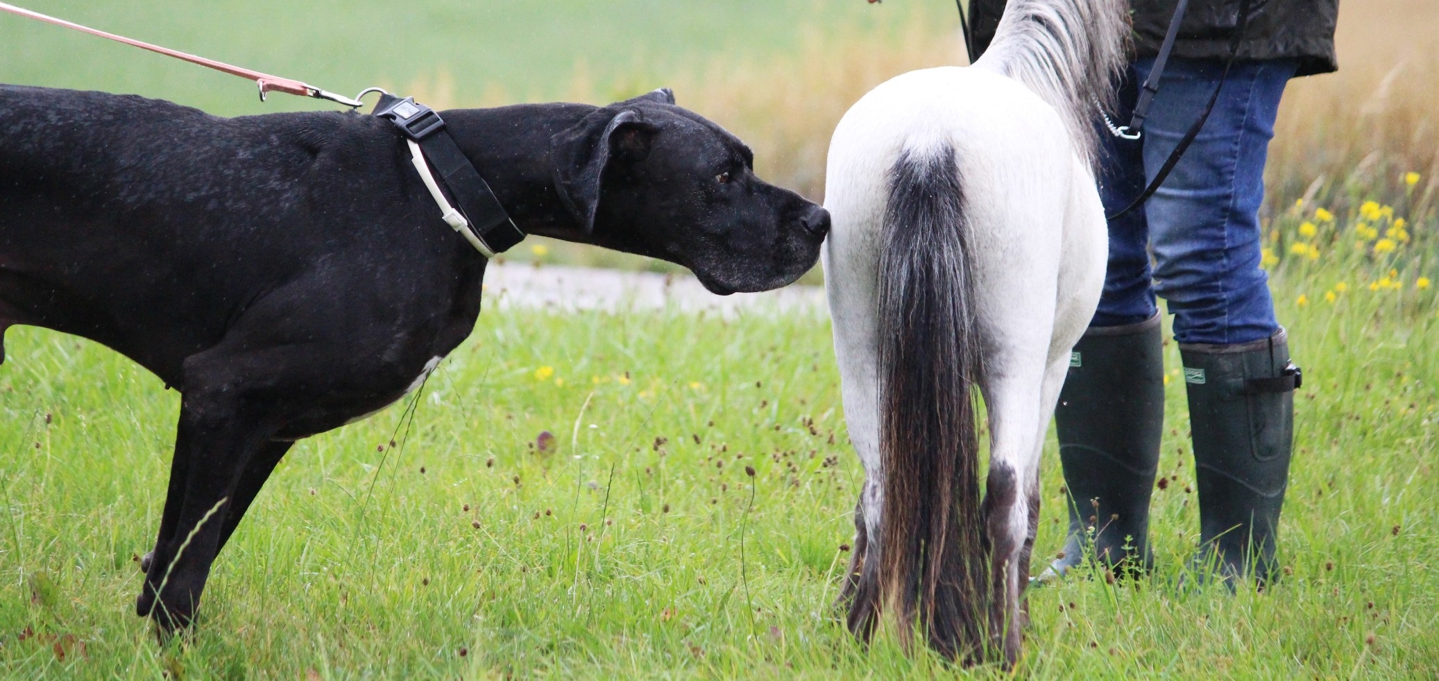 American Miniature Horse Bayern - Kontakt Amerikanische Miniaturpferde Bayern, Deutschland