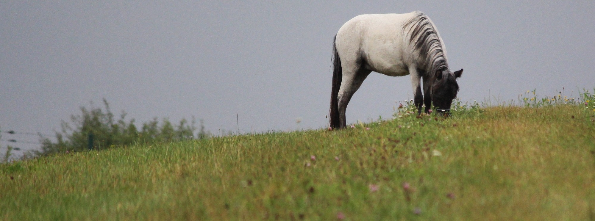 Zuchtstätte "Just My Horse" Amerikanische Miniaturpferde